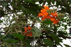 Erythrina subumbrans